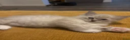 Ragdoll cats for sale: TICA registered - beautiful ragdoll kitten  - Advert 8