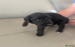 Bedlington Terrier dogs for sale: KC registered Bedlington terrier puppies - Image 6