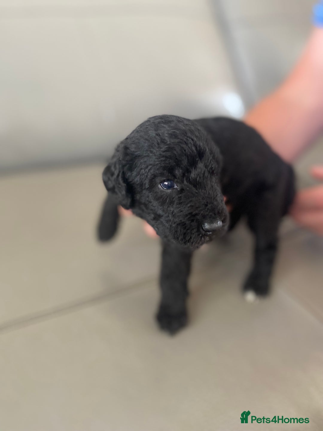 Bedlington Terrier dogs for sale: KC registered Bedlington terrier puppies - Image 6