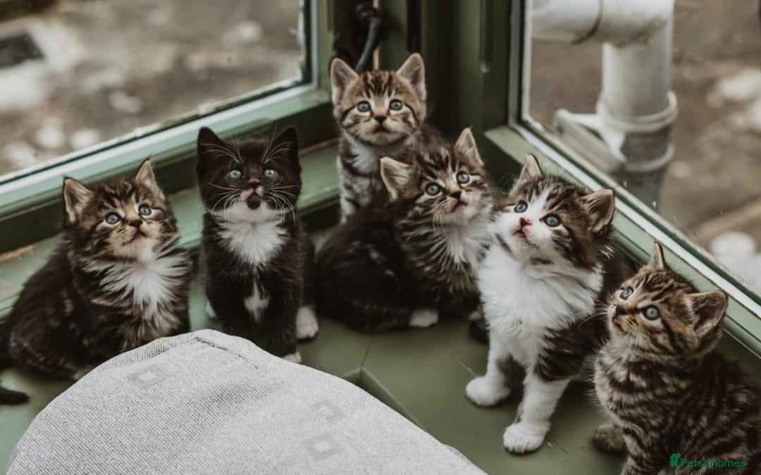 Mixed Breed cats Beautiful Tame Friendly Kittens for sale - Advert 3