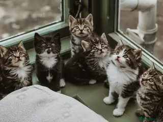 Mixed Breed cats Beautiful Tame Friendly Kittens for sale - Advert 4