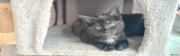 Maine Coon cats for sale: Adorable 7 Week Old Kittens – Ready Soon 🐾 - Advert 4