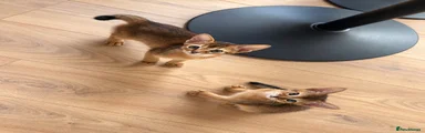 Abyssinian 1