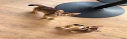 Abyssinian cats for sale: Two Abyssinian kittens 1 male and 1 female  - Advert 2