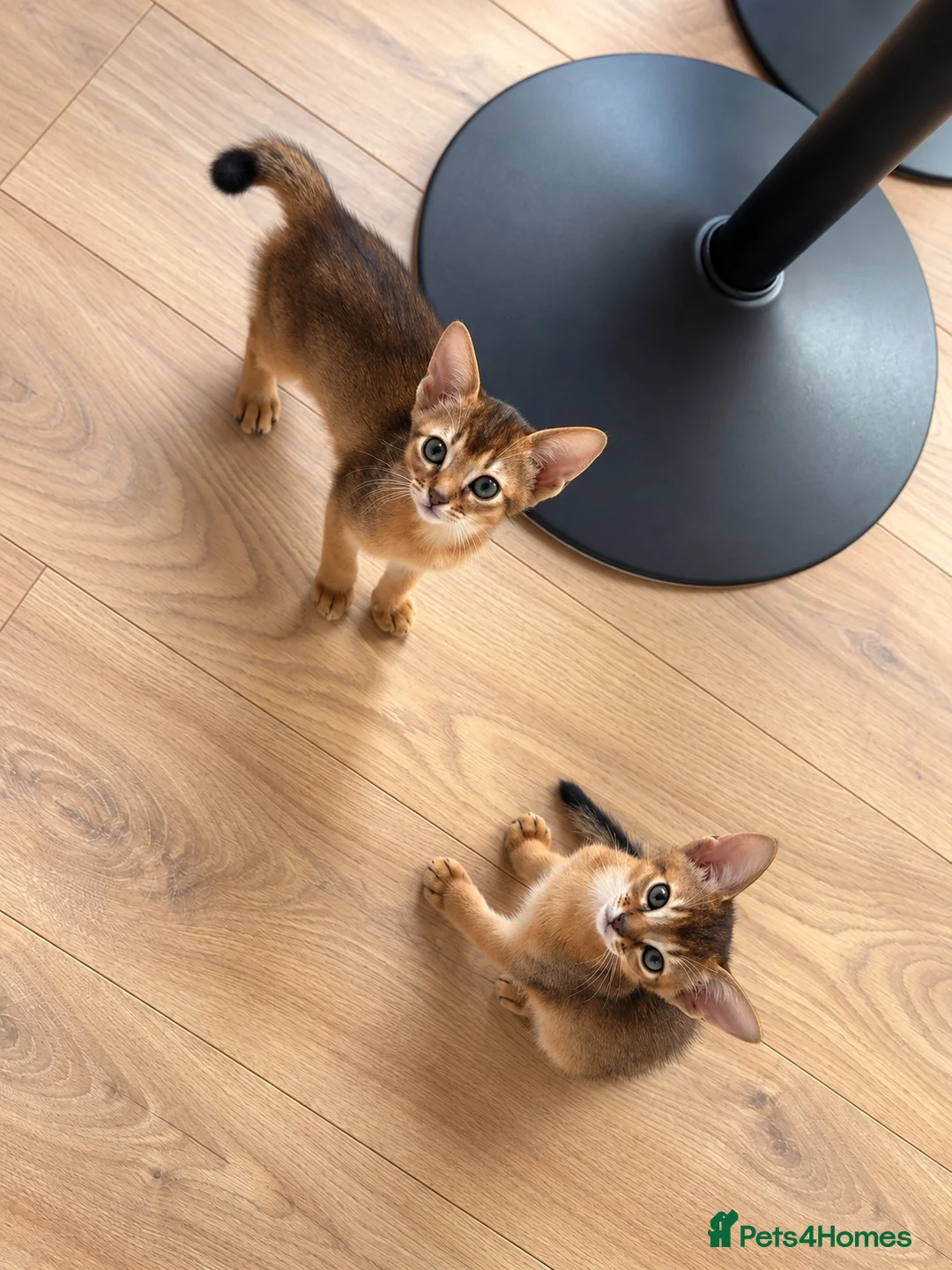 Abyssinian cats for sale: Two Abyssinian kittens 1 male and 1 female  - Advert 2