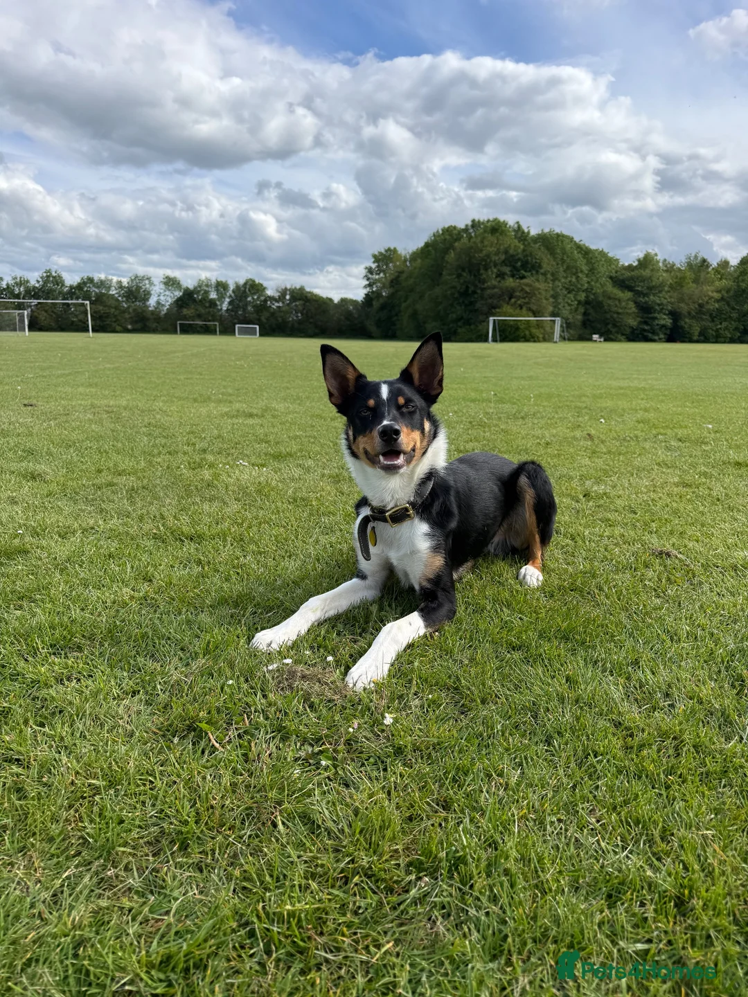 Mixed Breed dogs for sale: Lennie the kelpie x collie in Bampton - Advert 2