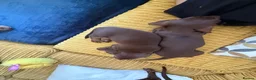 Miniature Dachshund dogs for sale: Tan Miniature dachshunds  - Advert 8
