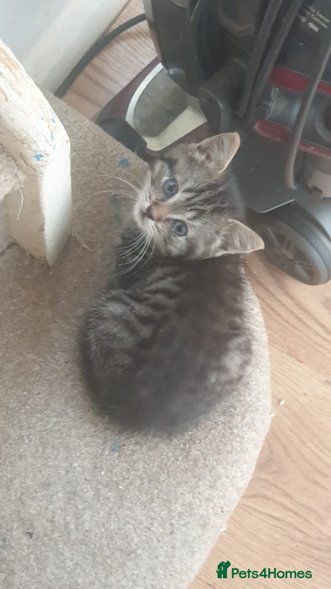 Ragdoll cats for sale: Ragdoll x tabby kittens - Image 27