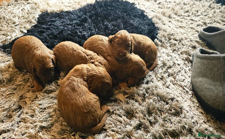 Cockapoo dogs - Advert 2