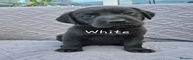 Labrador Retriever Puppy 3