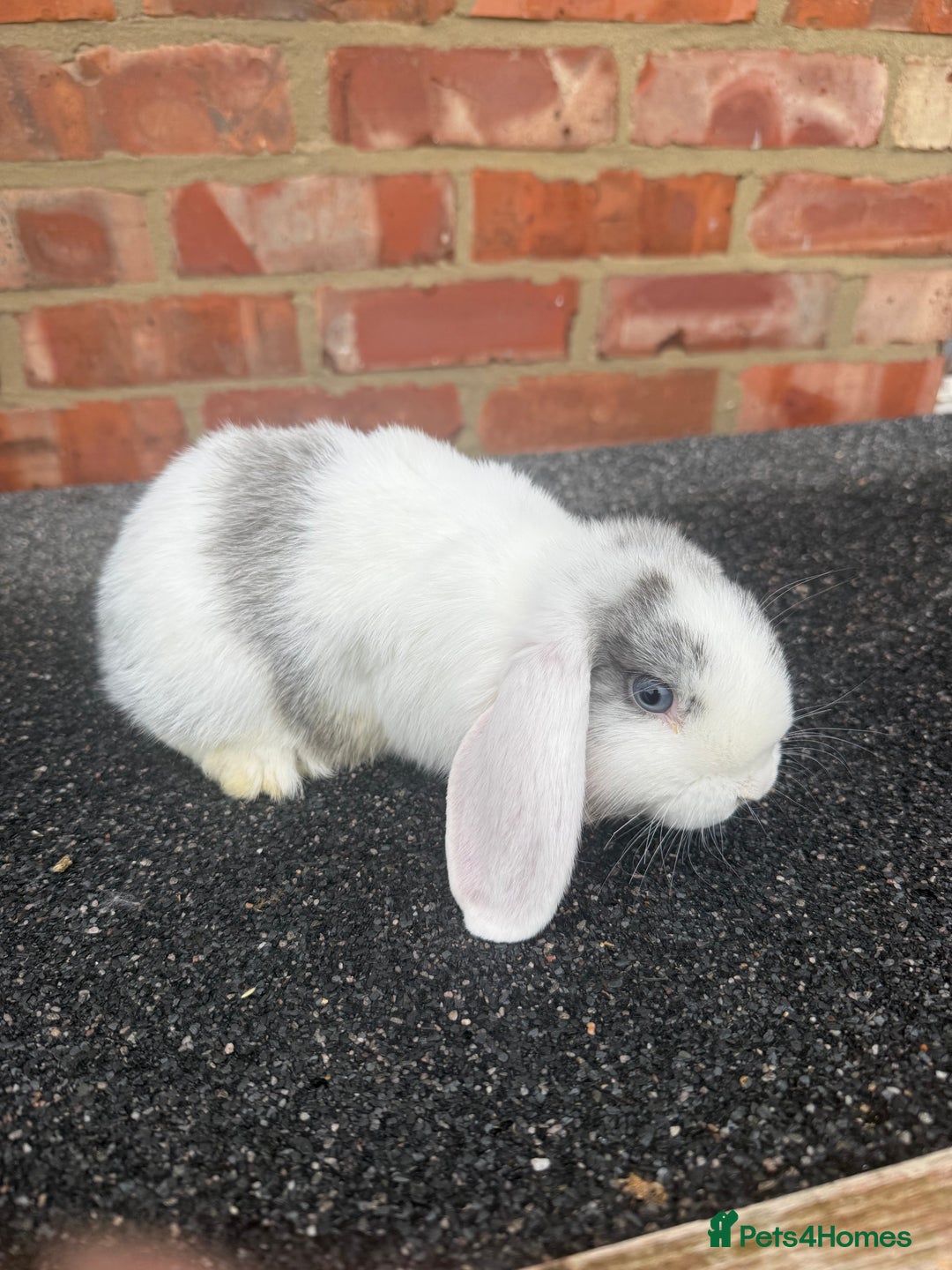 Mixed Breed rabbits for sale: Stunning mixed breed rabbits females  - Image 8