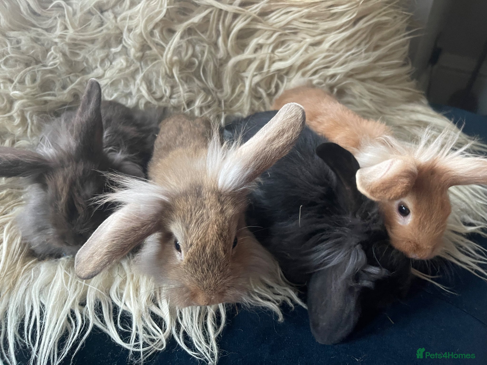 Lionhead rabbits Baby mini lop lion head rabbits  - Advert 1
