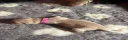 Labrador Retriever dogs for sale: Labrador Puppies For Sale! - Advert 33