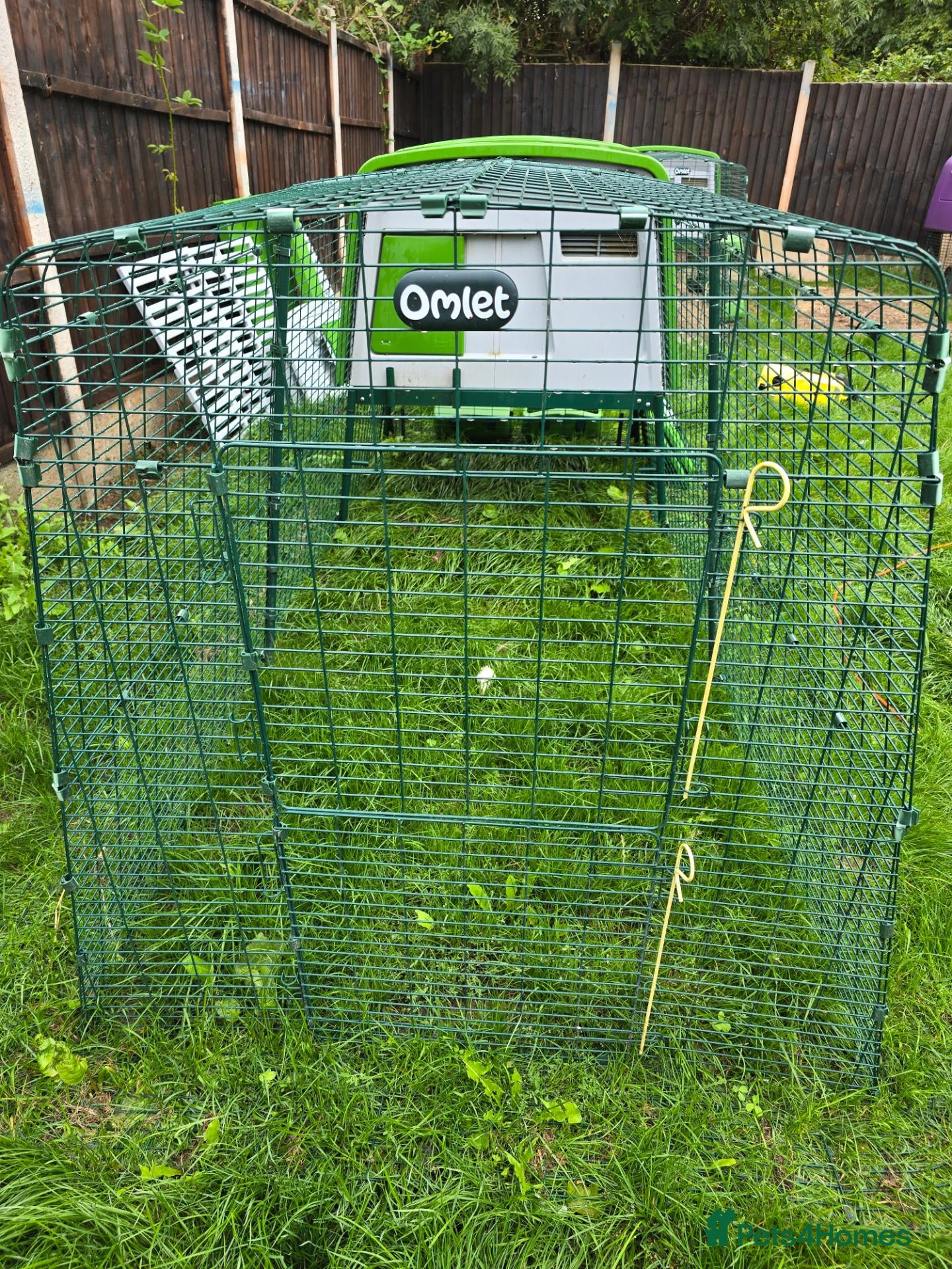 Chickens poultry for sale: Brahama hens and Omlet coop - Advert 2