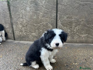 Mixed Breed dogs - Advert 19