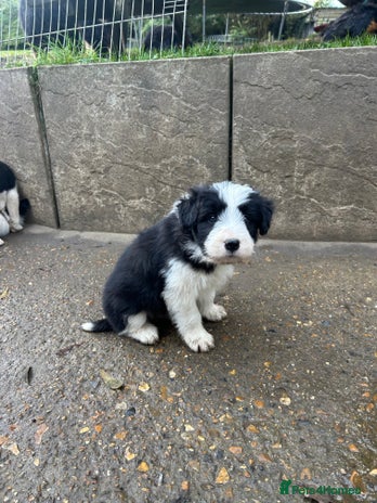 Mixed Breed dogs - Advert 3