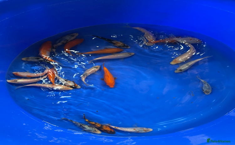 Koi Carp fish - Advert 1