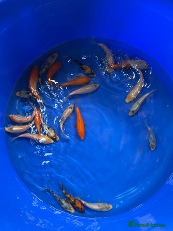 Koi Carp fish - Advert 1