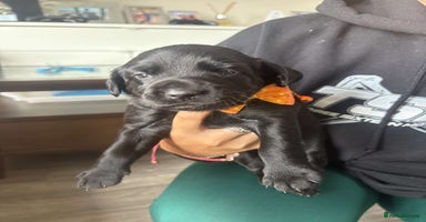 Mixed Breed dogs - Advert 2