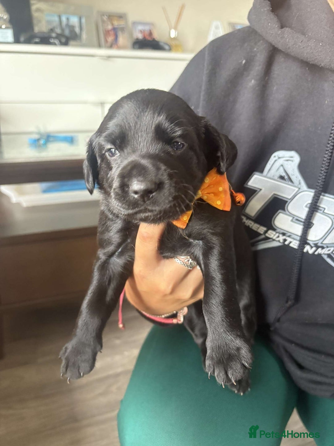Mixed Breed dogs for sale: Adorable Lab/Spaniel/Collie Mix Puppies for Sale - Image 3