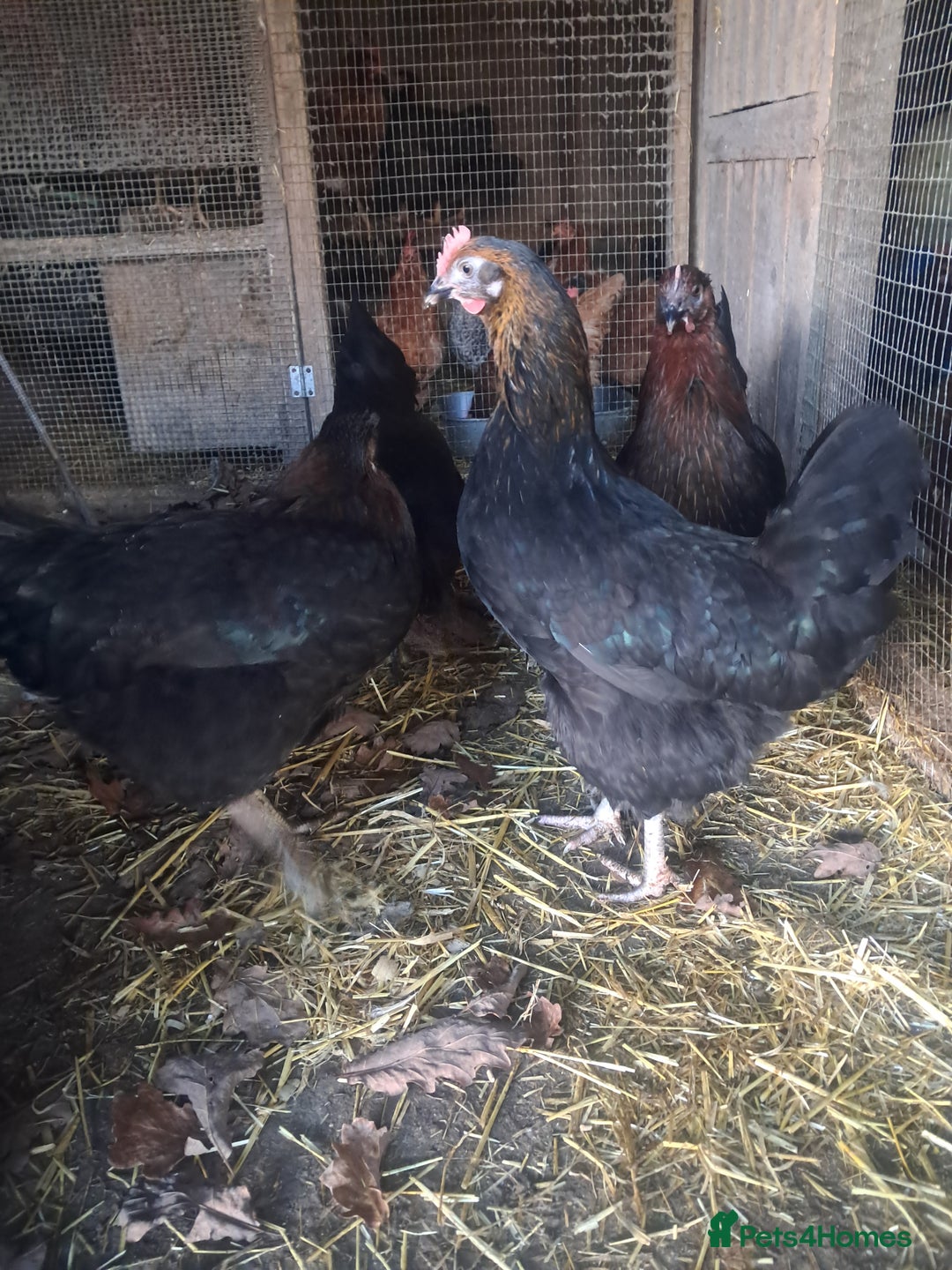 Chickens poultry for sale: POINT OF LAY PULLETS AVAILABLE  - Advert 3