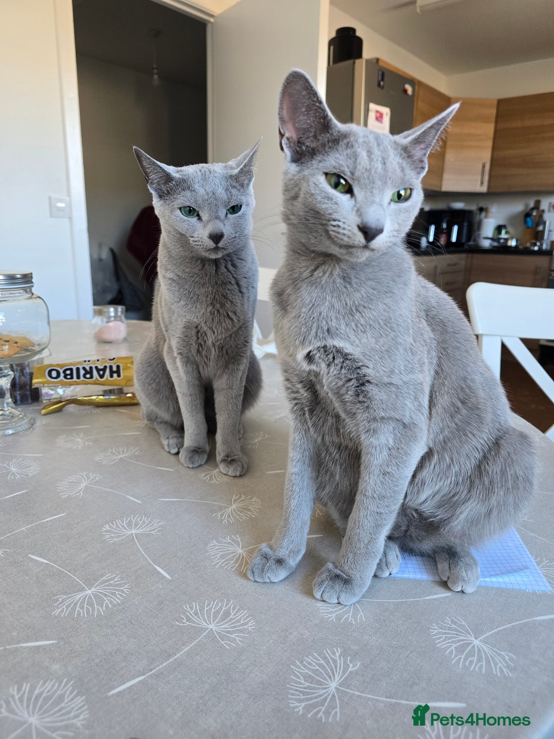 Russian Blue cats for sale: Pedigree Blue Russian kittens Gccf  - Image 16