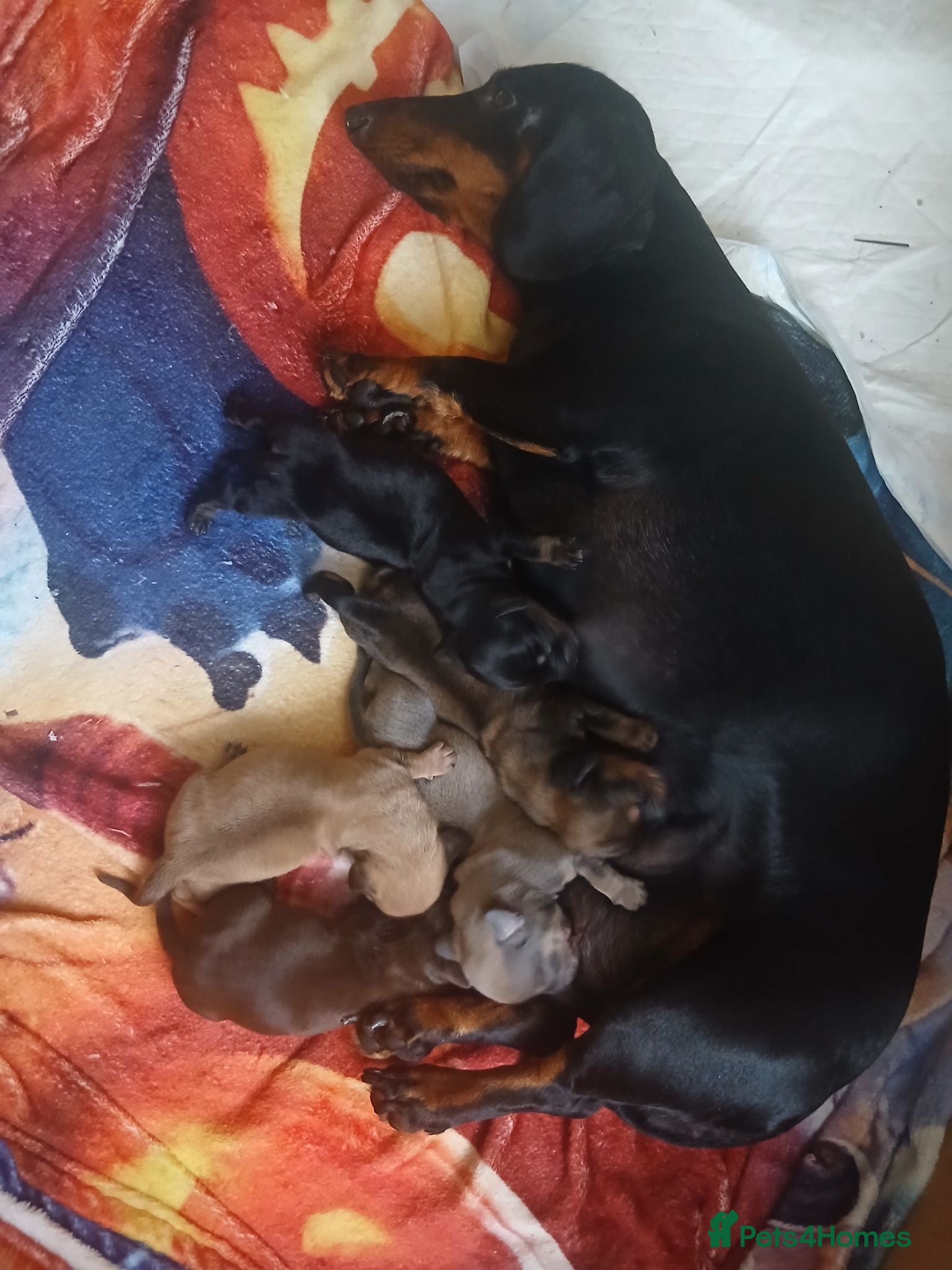 Dachshund dogs Beautiful littler of puppys  - Advert 14