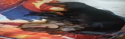 Dachshund dogs for sale: Beautiful littler of puppys  - Advert 1