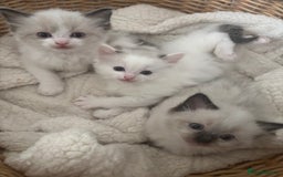Ragdoll cats for sale: Ragdoll kittens - Image 5
