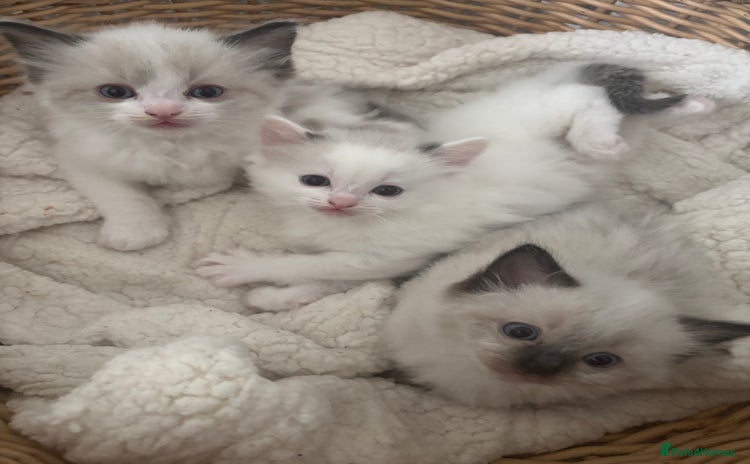 Ragdoll cats - Advert 9