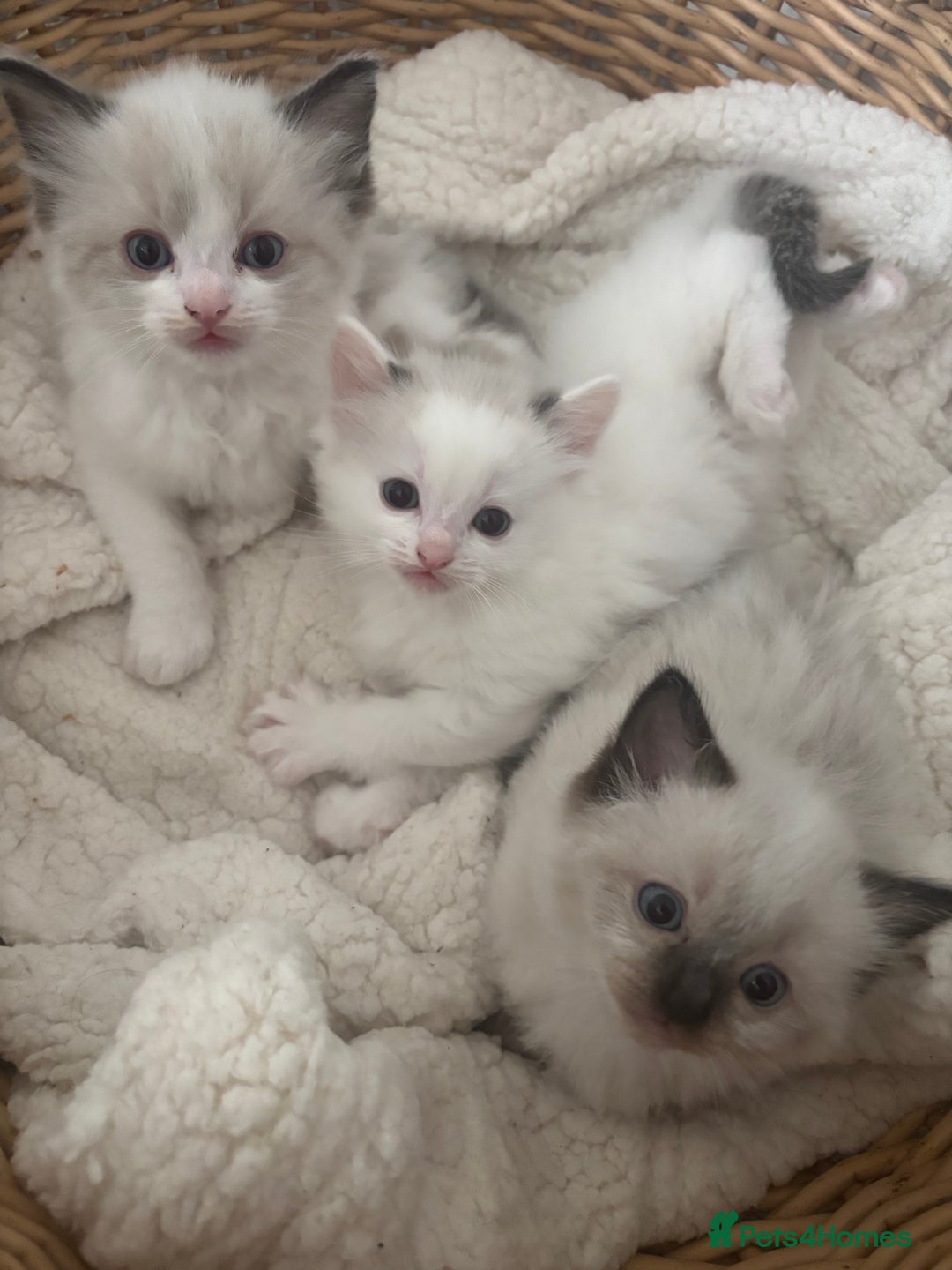 Ragdoll cats for sale: Ragdoll kittens - Image 5