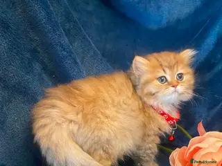 British Shorthair cats British shorthair kittens - Advert 12