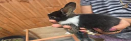 Dutch rabbits for sale: Adorable cute bunnies available, mixed gender. - Advert 5