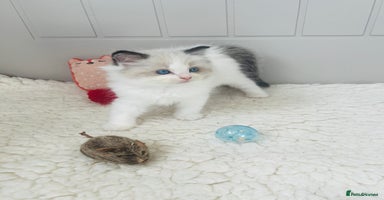 Ragdoll cats - Advert 5