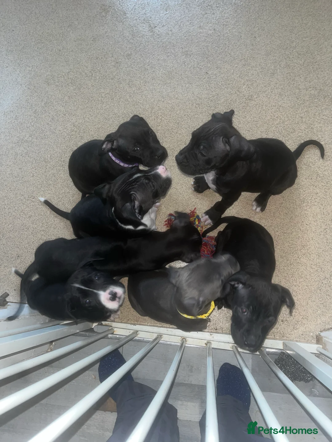 Gallery Image {{count}}