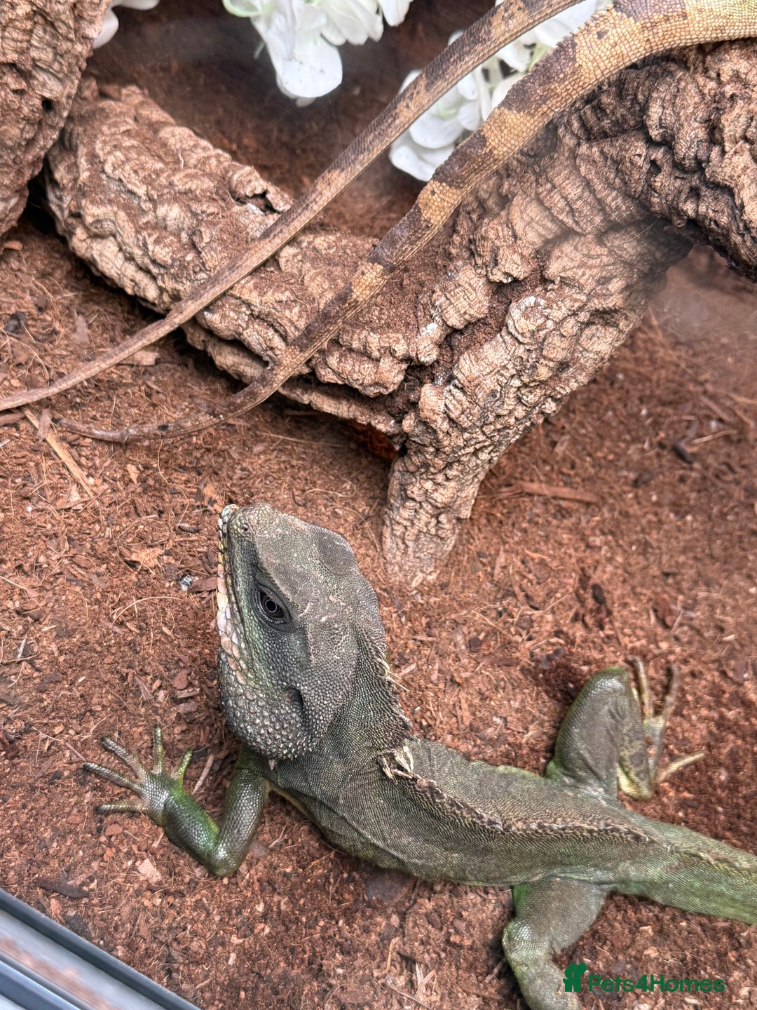 Dragon reptiles for sale: 3 Chinese water dragons 1 male 2 female - Advert 3