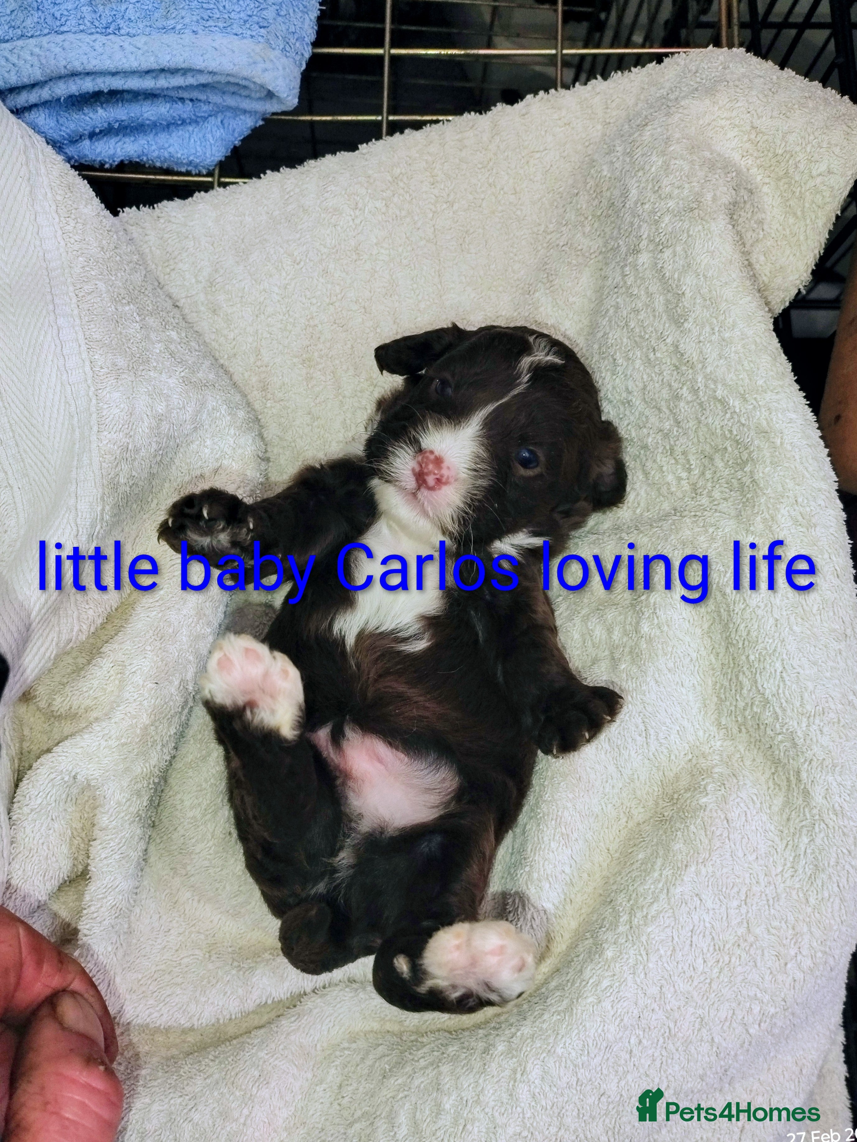 Cockapoo dogs Cockapoo puppies 100%  - Advert 10