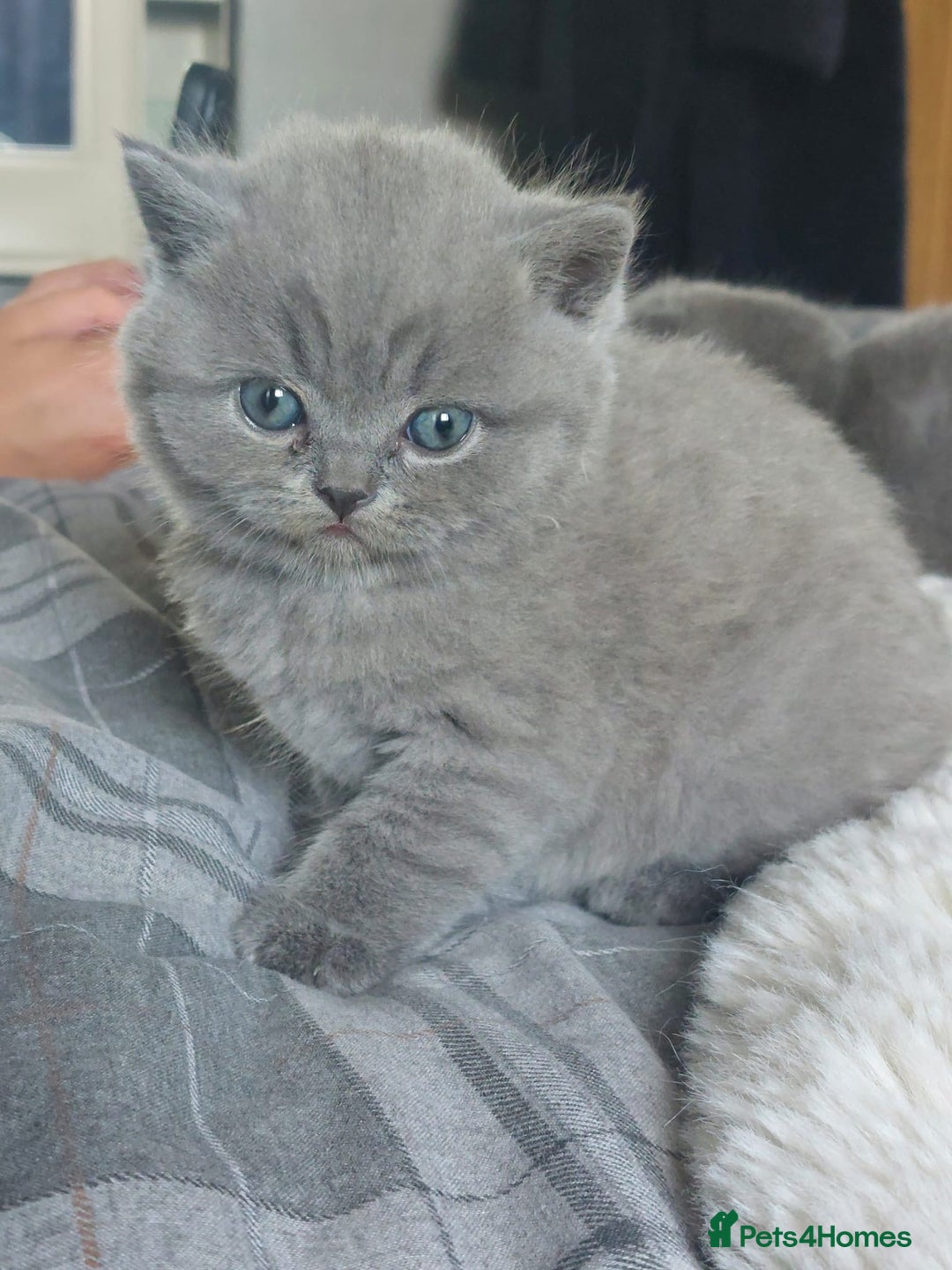 British Shorthair cats for sale: British shorthair/scottish fold cross kittens - Image 9
