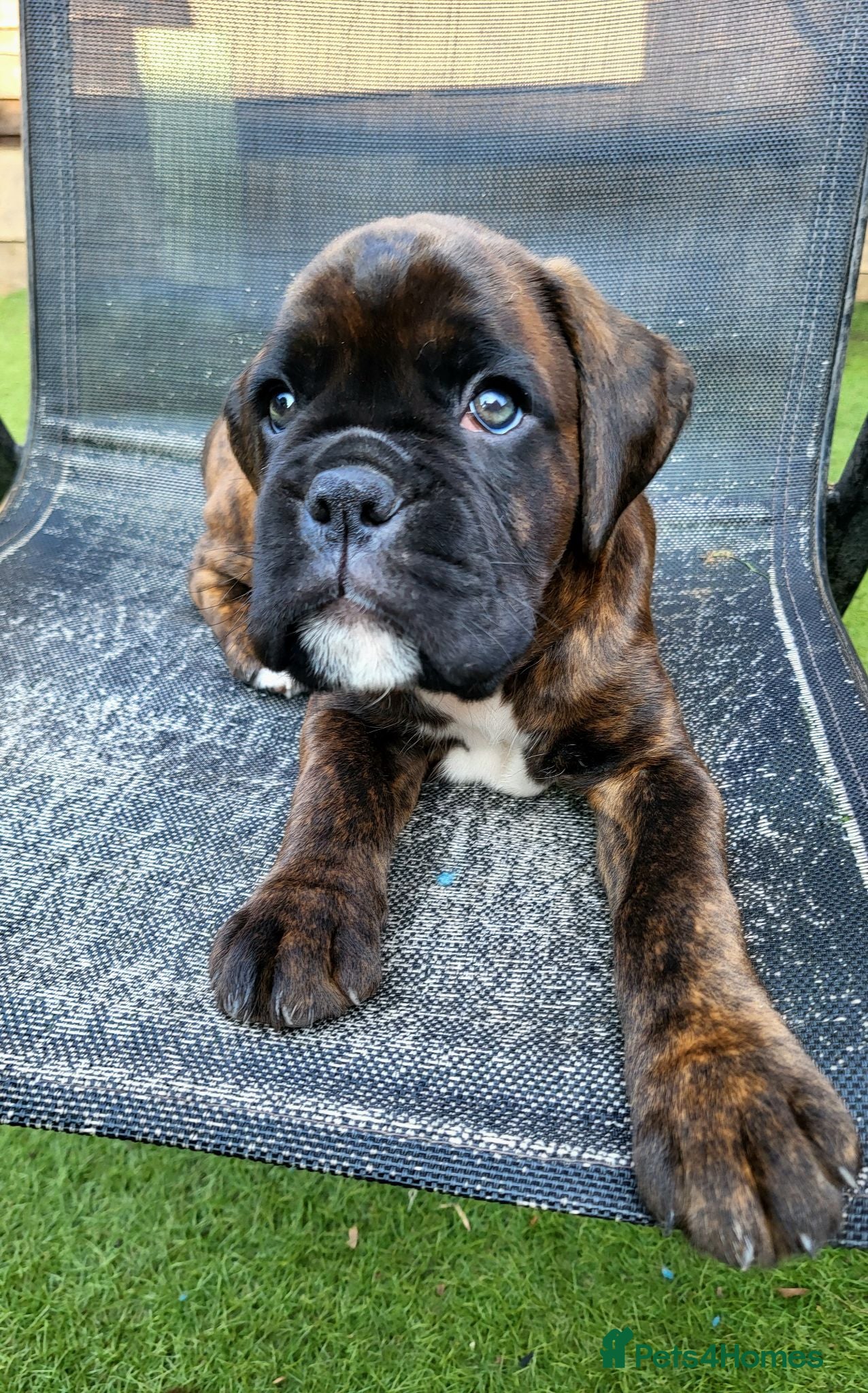 Boxer dogs Beutyful bobtail/ tailed Boxer puppy - Advert 1