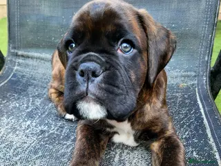 Boxer dogs Beutyful bobtail/ tailed Boxer puppy - Advert 1