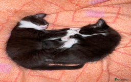 Mixed Breed cats for sale: siamese x siberian tuxedo kittens - Advert 25