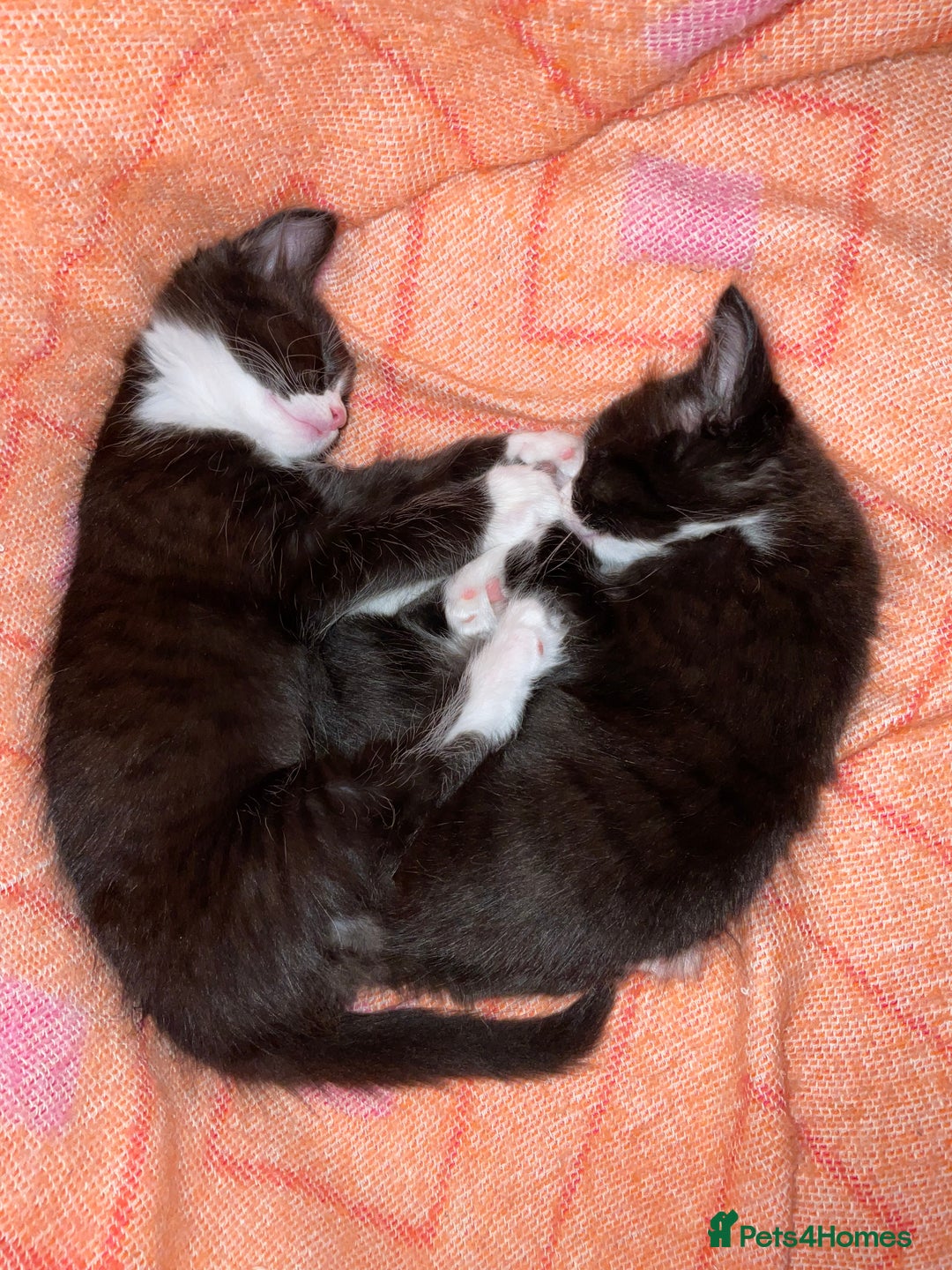 Mixed Breed cats for sale: siamese x siberian tuxedo kittens - Advert 25