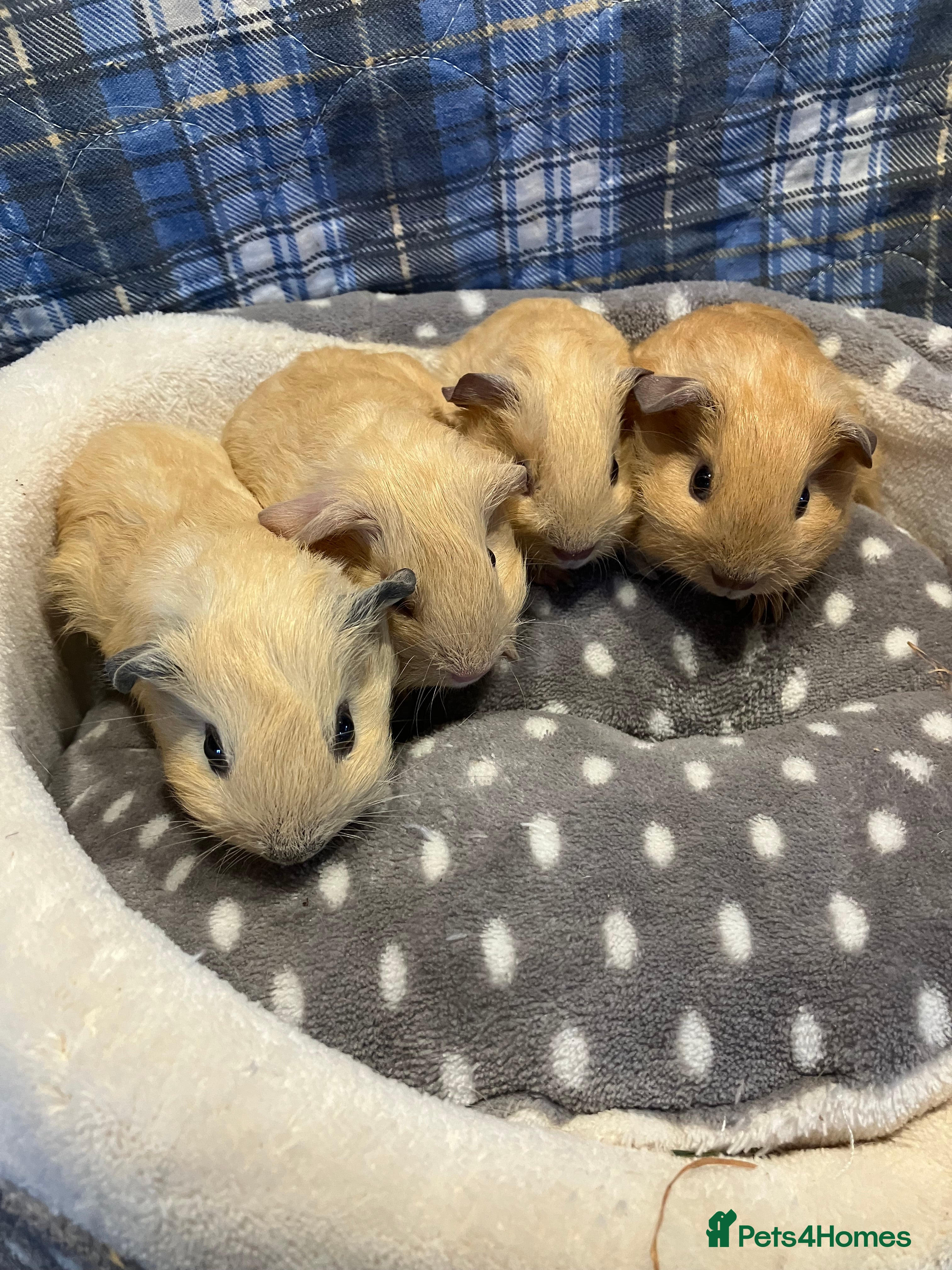 Guinea Pig rodents Lots of lovely baby boy guinea pigs - Advert 19