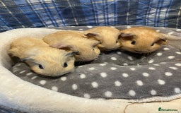 Guinea Pig rodents for sale: Lots of lovely baby guinea pigs - Image 1