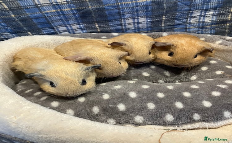 Guinea Pig rodents - Advert 3