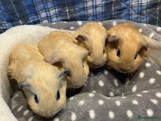 Guinea Pig rodents - Advert 30