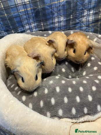 Guinea Pig rodents - Advert 1