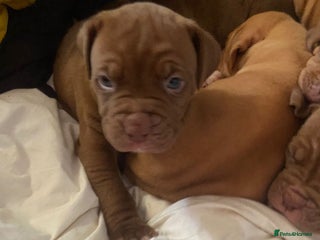 Mixed Breed dogs - Advert 15