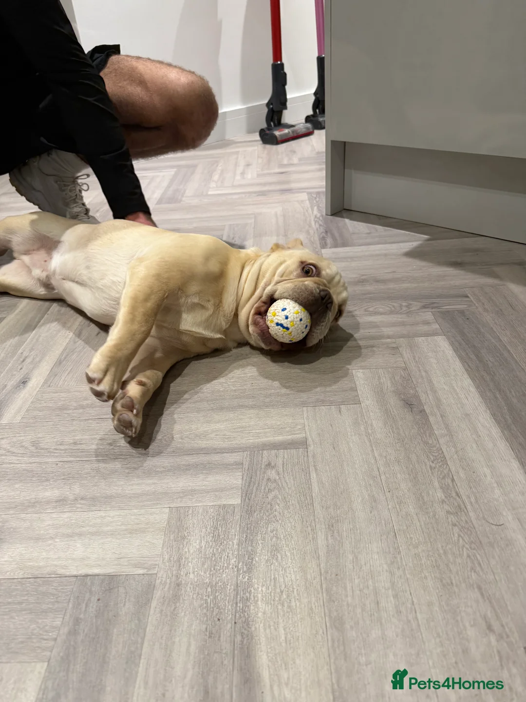 French Bulldog dogs for sale: French BullDog Boy - 7 Months Old  - Advert 2