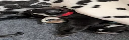 Mixed Breed dogs for sale: Cockermatian (Dalmatian x Working Cocker Spaniel) - Advert 34